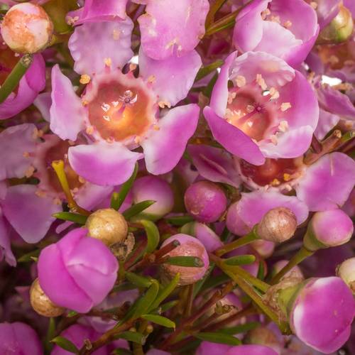 Wachsflower lila Pride 55 Gramm 80cm