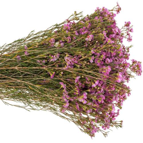 Wachsflower lila Pride 55 Gramm 80cm