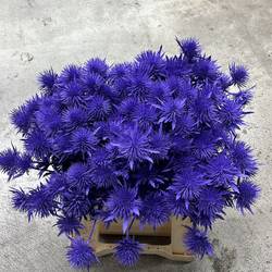 Distel milka Magnetar Questar gefärbt 40cm
