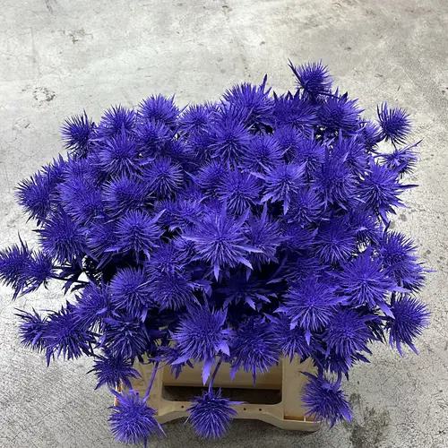 Distel milka Magnetar Questar gefärbt 40cm