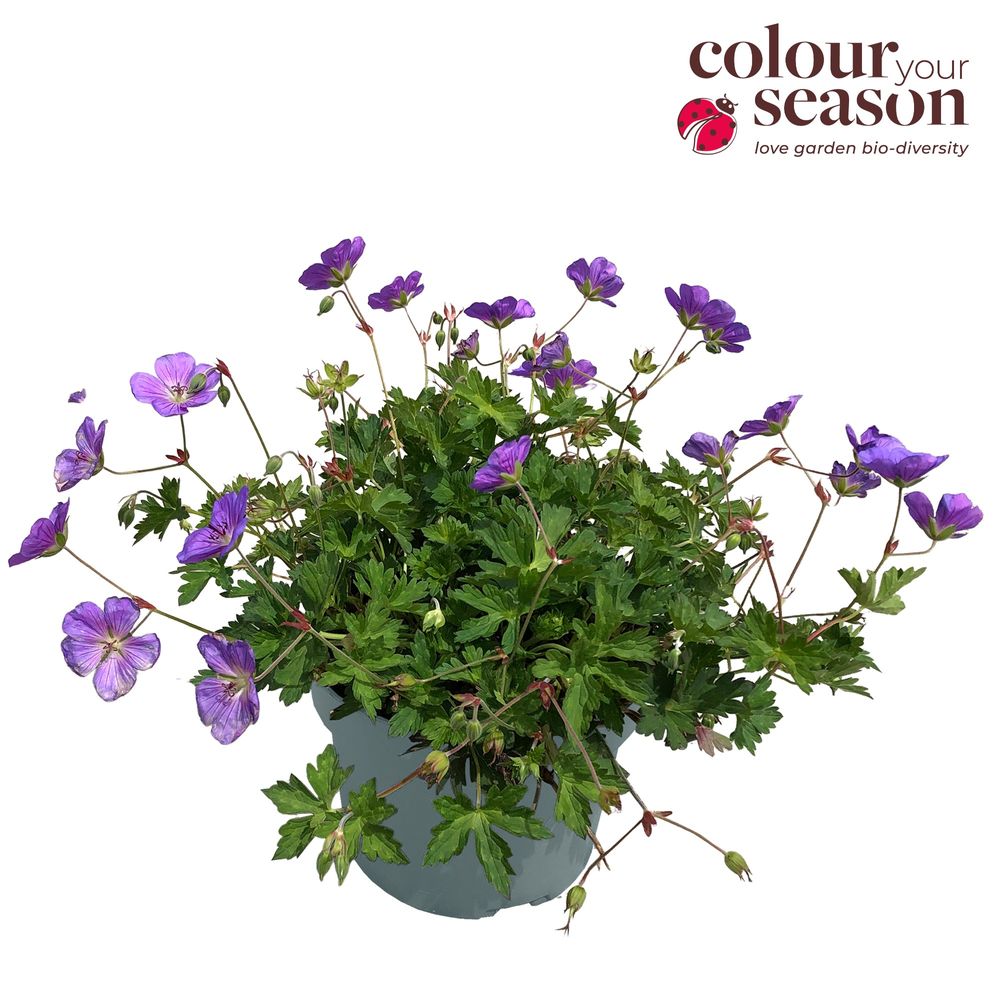 Geranium lila Bloom me Away T23 H30