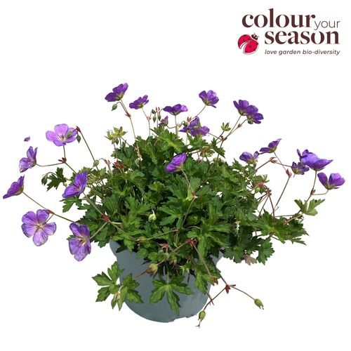 Geranium lila Bloom me Away T23 H30