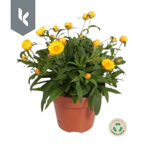 Strohblume Crispy gelb T15 H030