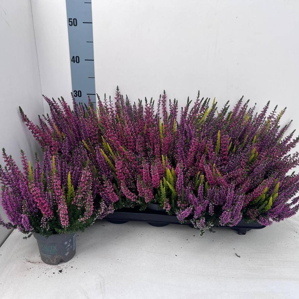 Calluna BL mix Trio Milca T10,5 H022