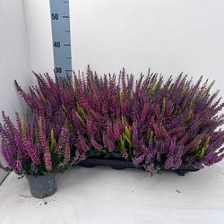 Calluna BL mix Trio Milca T10,5 H022