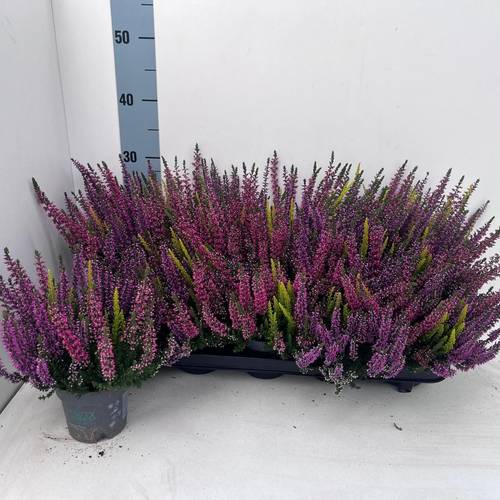 Calluna BL mix Trio Milca T10,5 H022