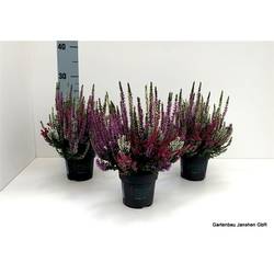 Calluna Bl Trio Milca T10,5 H022