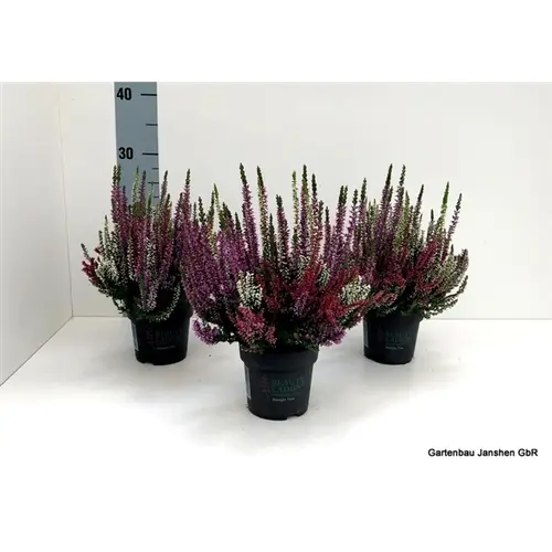 Calluna Bl Trio Milca T10,5 H022