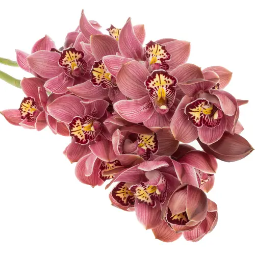 Cymbidium rosa Big Berry 80cm 13+Blüte
