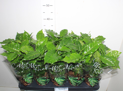 Coffea Arabica T12 H030