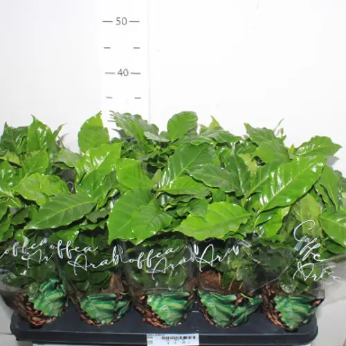 Coffea Arabica T12 H030