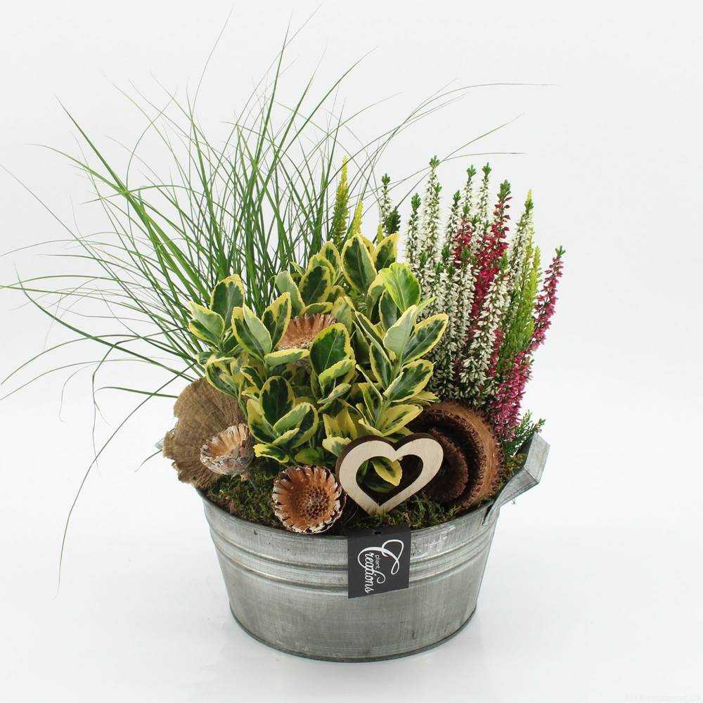 Garten.Arr-2511 Allerheiligen T23 H035