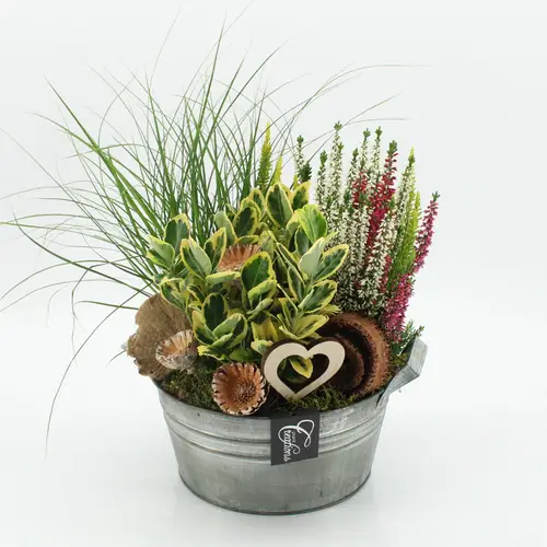 Garten.Arr-2511 Allerheiligen T23 H035