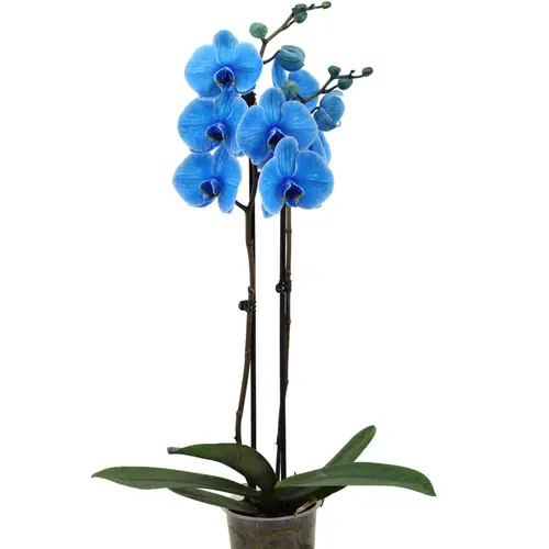 Phal.2-R blau I Am Blue Gefärbt T12 H055