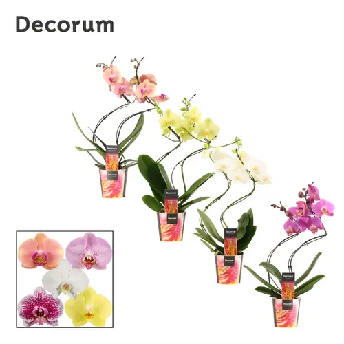 Phal.2-R mix Hurricane T12 H055