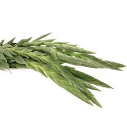 Gladiole rosa Lady 80cm