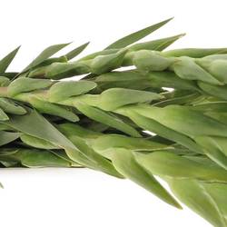 Gladiole rosa Lady 80cm