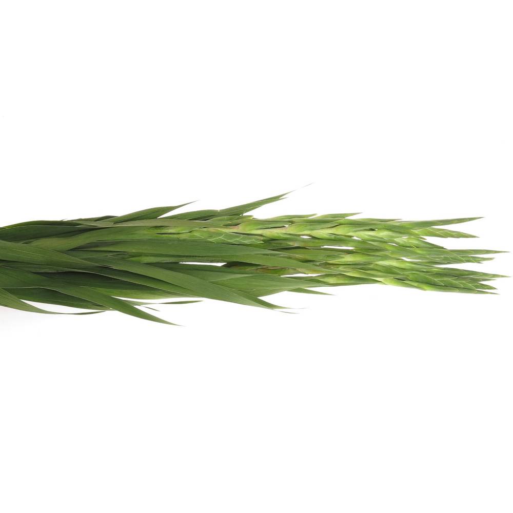 Gladiole rosa Lady 80cm