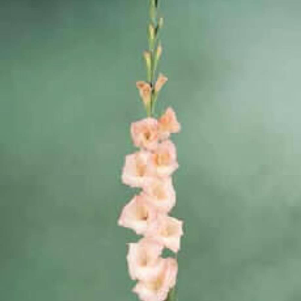 Gladiole rosa Lady 80cm