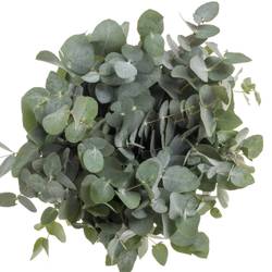 Populus grau Cinerea 150 Gramm 50cm Pastorino