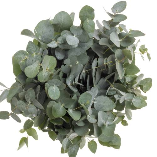 Populus grau Cinerea 150 Gramm 50cm Pastorino