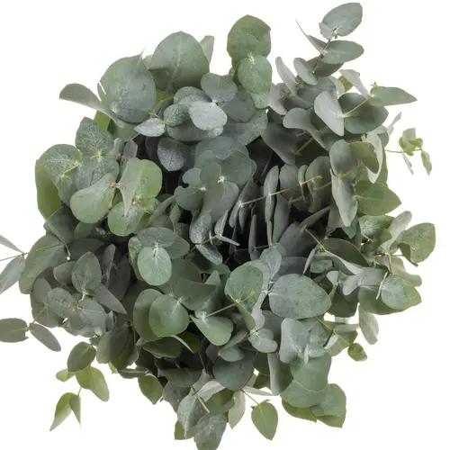 Populus grau Cinerea 150 Gramm 50cm Pastorino