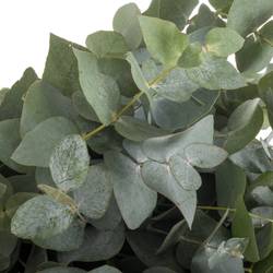 Populus grau Cinerea 150 Gramm 50cm Pastorino