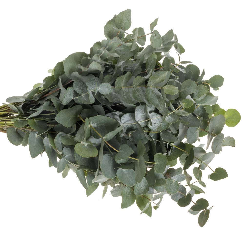 Populus grau Cinerea 150 Gramm 50cm Pastorino