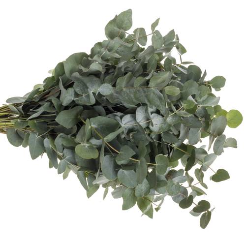 Populus grau Cinerea 150 Gramm 50cm Pastorino