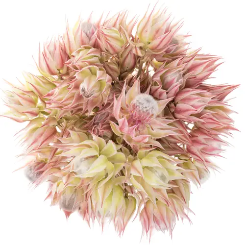 Serriria Blushing rosa 6+Blüte 40cm