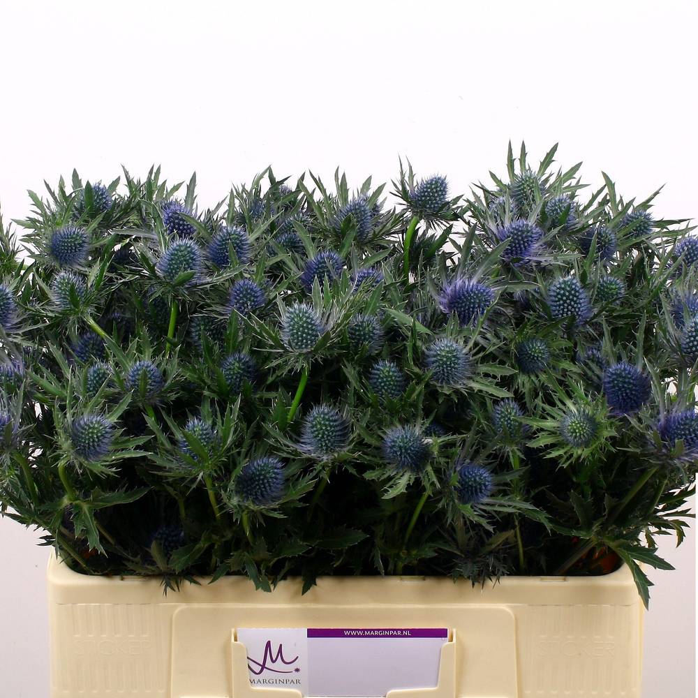 Distel blau Aquarius Questar 50cm