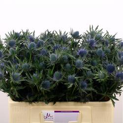 Distel blau Aquarius Questar 50cm