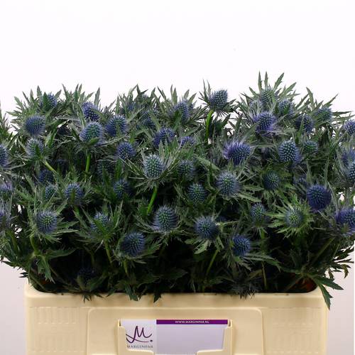 Distel blau Aquarius Questar 50cm