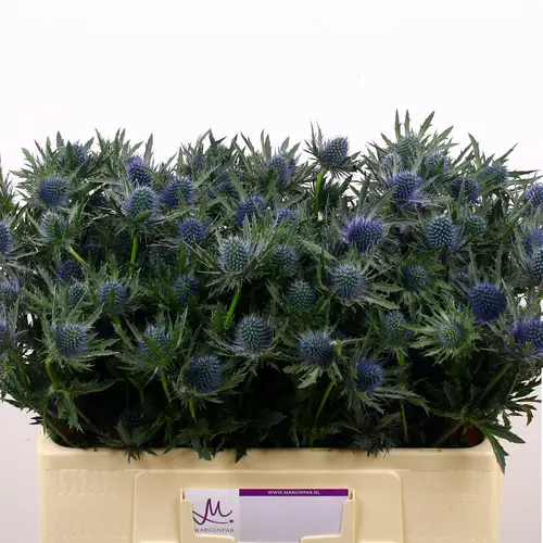 Distel blau Aquarius Questar 50cm