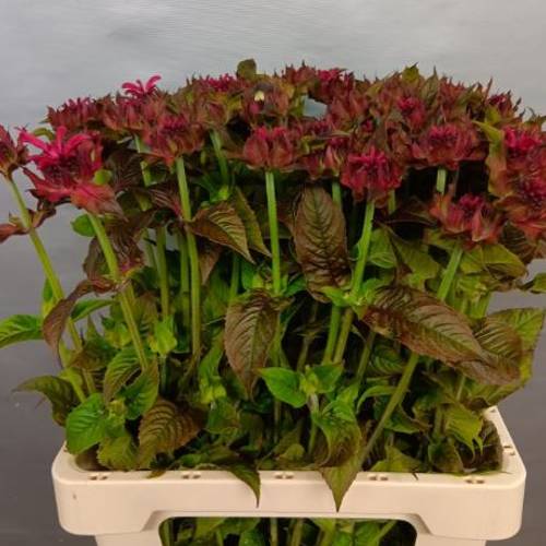 Monarda lila Astrid 70cm
