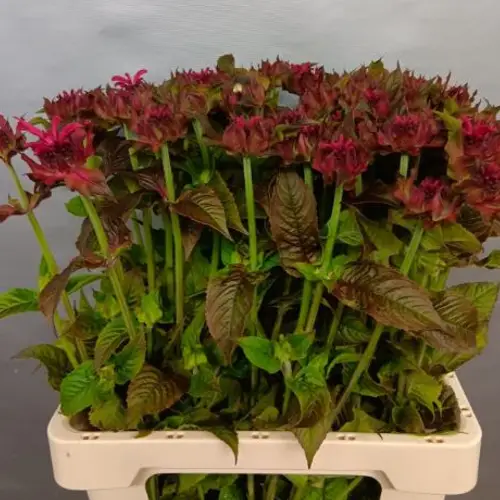 Monarda lila Astrid 70cm
