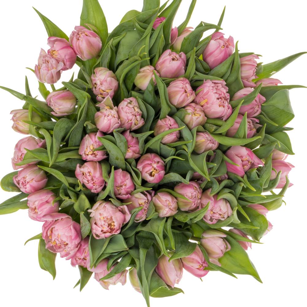 Tulpe rosa doppel Maitresse Coas Tulip 48 Gramm