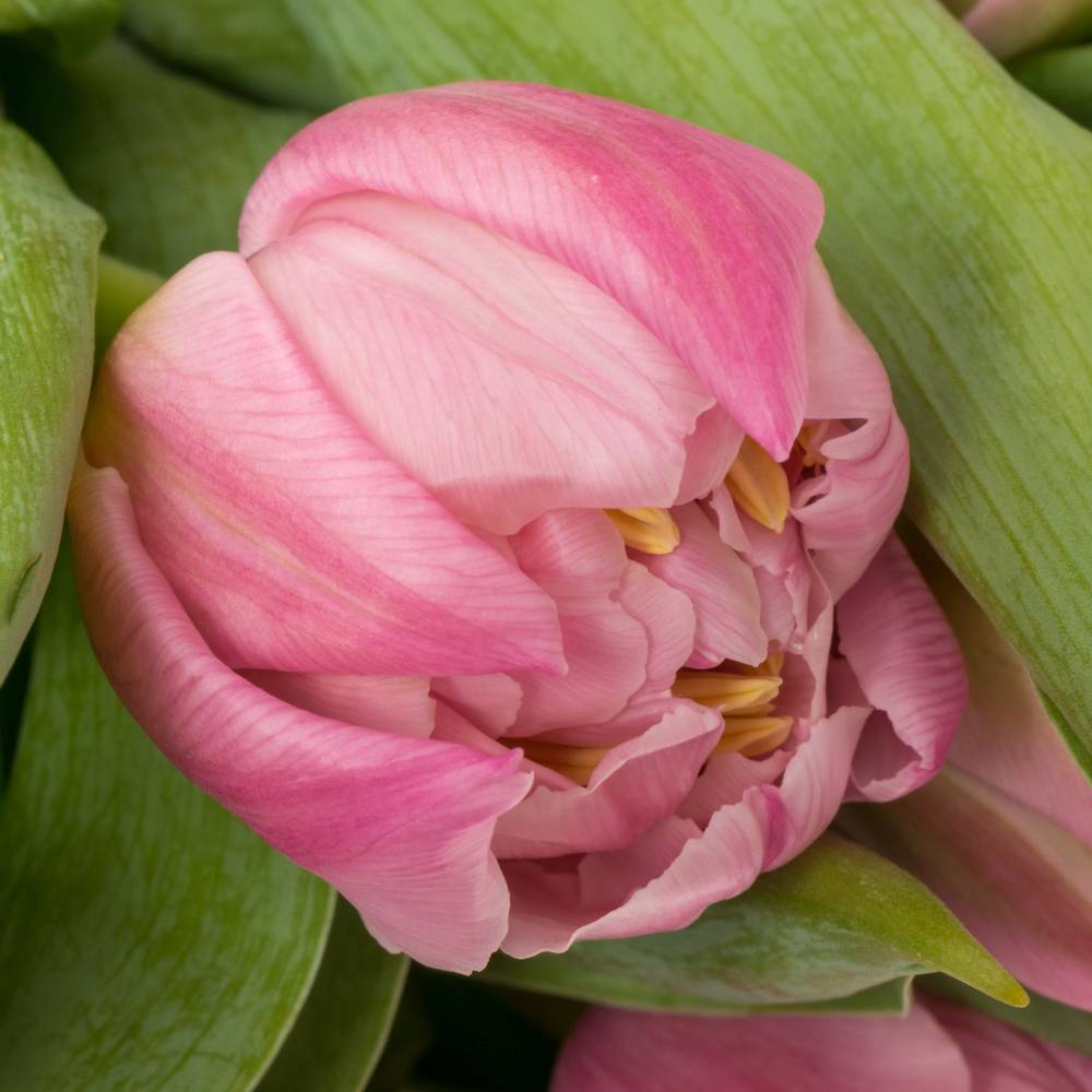 Tulpe rosa doppel Maitresse Coas Tulip 48 Gramm