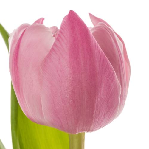 Tulpe rosa doppel Maitresse Coas Tulip 48 Gramm
