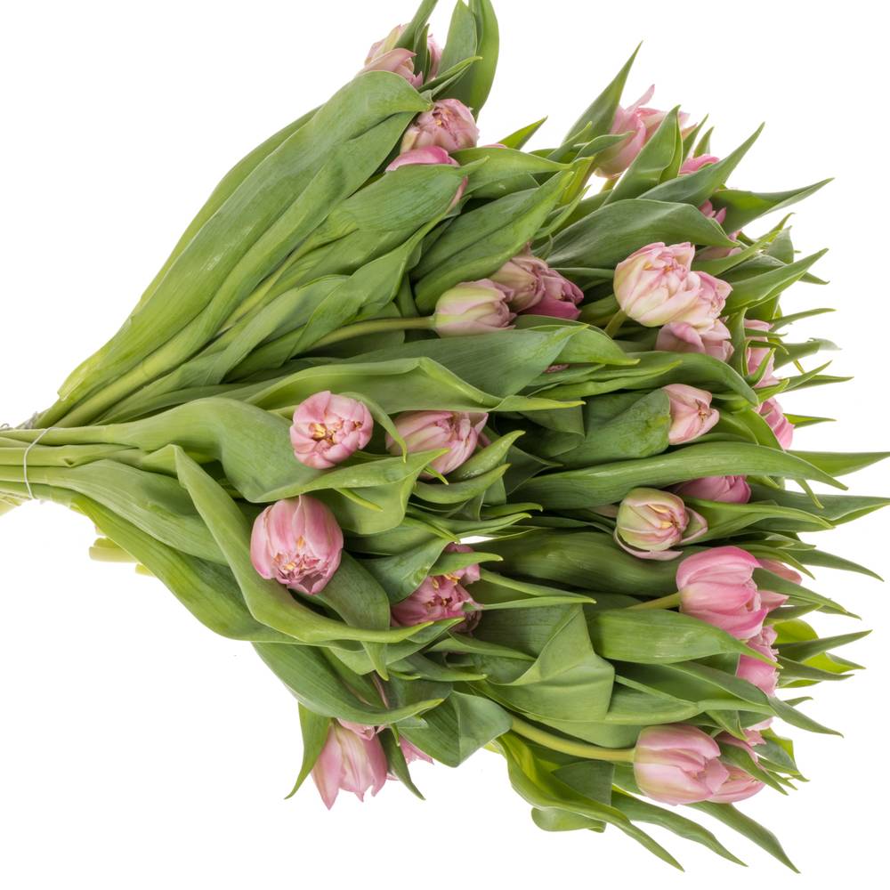 Tulpe rosa doppel Maitresse Coas Tulip 48 Gramm