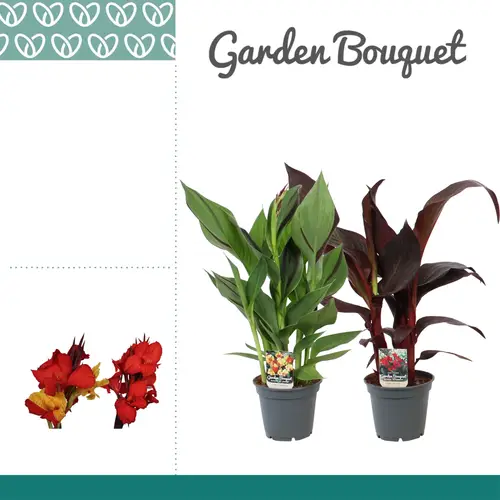 Canna Exklusieve Mix T17 H050