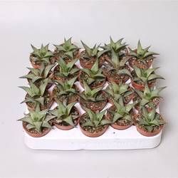 Haworthia Tessela T5 H12