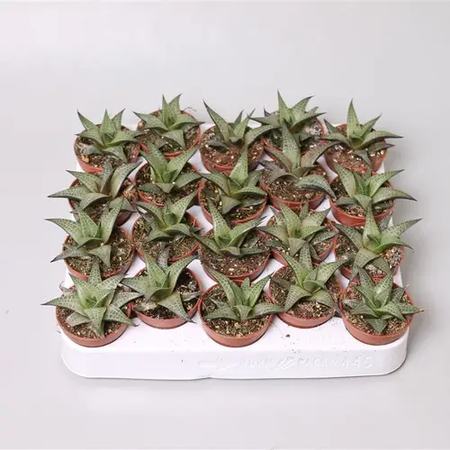 Haworthia Tessela T5 H12