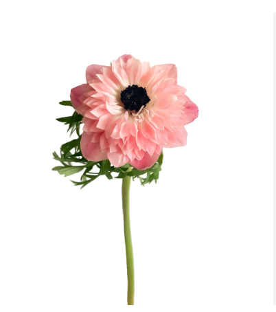 Anemone rosa Levante Pink 40cm Italien