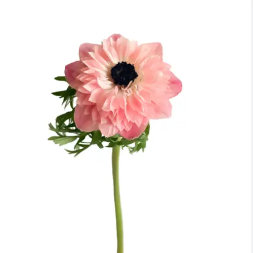 Anemone rosa Levante Pink 40cm Italien