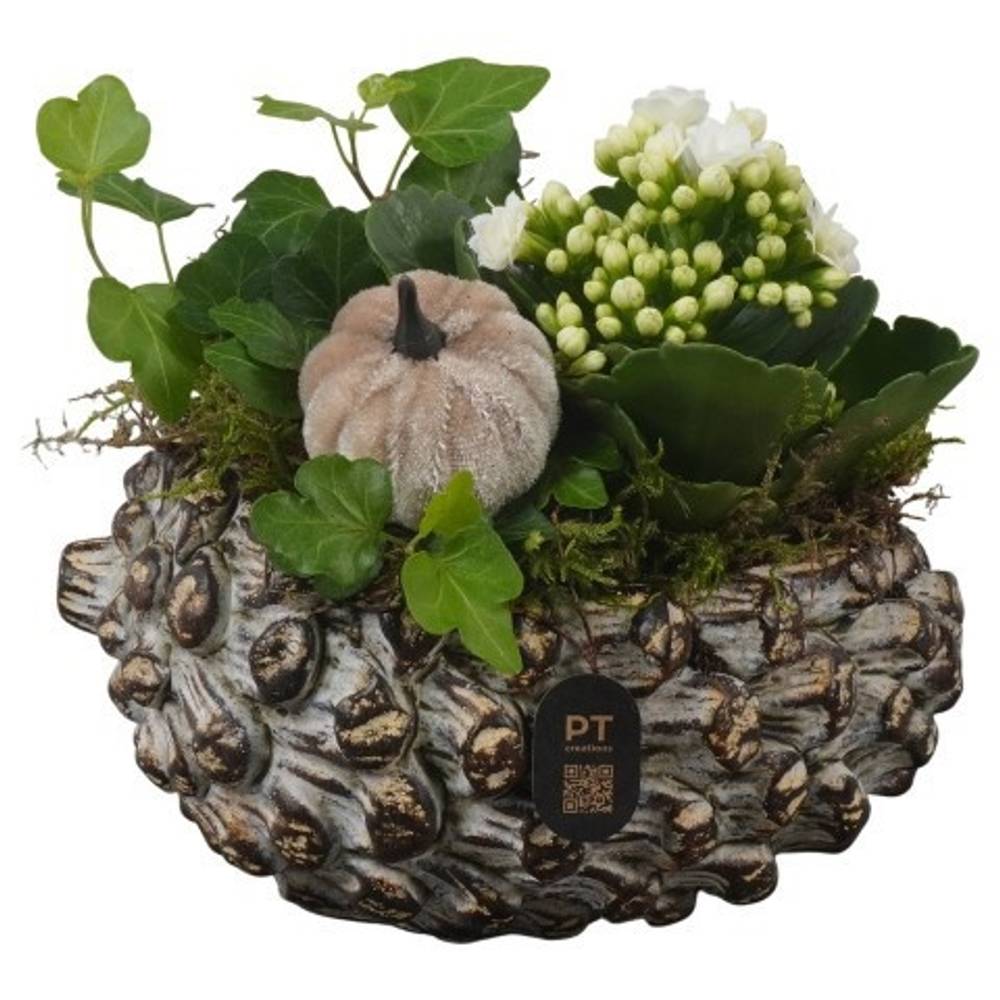 Kal.Arr PTHI3275 Herbst T16 H016