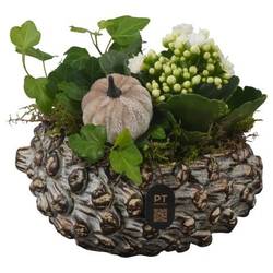 Kal.Arr PTHI3275 Herbst T16 H016