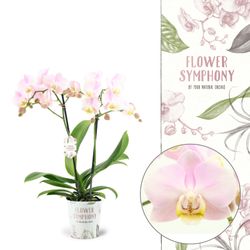 Phal.2-R hellrosa Angel Eyes T12 H040