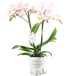 Phal.2-R hellrosa Angel Eyes T12 H040