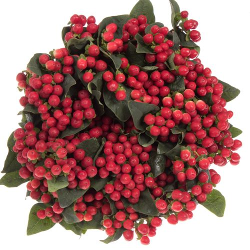 Hypericum rot True Romance Verzweigt 70cm